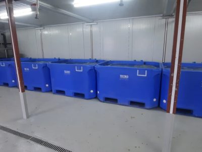 16 Bins Minor - rifinitura molluschi